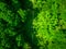 Ethereal Beauty: An Aerial Perspective of a Dense Forest\'s Lush Canopy