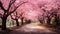 the ethereal beauty of cherry blossoms in full bloom