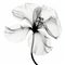 Ethereal Black And White Hibiscus Flower: Transparent Layers And Sleek Silhouettes