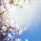 Ethereal bloom Spring branch adorned with white flowers against blue