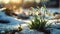 Ethereal Elegance, Luminous Snowdrops Blossoming Amidst the Snow on a Radiant Winter Day