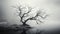 Ethereal Embrace: Trees Enshrouded in Dense Fog