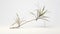 Ethereal Foliage: 3d Air Plant Model On White Background