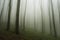 Ethereal forest with fog trough trees