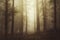 Ethereal forest scene with fog