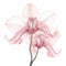 Ethereal Illustration Of Pink Orchids On White Background