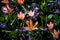 Ethereal image of a vibrant selection of flowers nestled in lush green grass