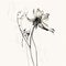 Ethereal Ink Drawing Of A Graceful Columbine Flower