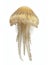 Ethereal jellyfish with spotted dome and delicate tentacles drifting elegantly against a white background.