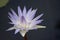 Ethereal Lavender and White Water Lily Flower