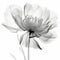 Ethereal Ming Dynasty Peony: Translucent Layers Of Hyper-realistic X-ray Illustration