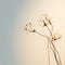 Ethereal Minimalism: Delicate Still-life Of Three Flowers