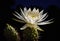 An ethereal moonlit scene of a blooming night-blooming cereus