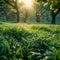 Ethereal morning Dew kissed sunrise illuminates a vibrant green meadow