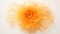 Ethereal Orange Flower Fabric: A Translucent Marigold On White Background