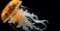 Ethereal Orange Jellyfish Isolated on Black