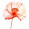 Ethereal Orange Poppy X-ray Illustration On White Background