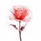 Ethereal Photogram: Translucent Red Rose On White Background