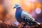 Ethereal pigeon blurred background adds a touch of mystery and elegance