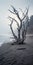 Ethereal Portraiture: Haunting Elegance Of A Sculpted Dead Tree On A Foggy Beach