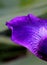 Ethereal purple iris petal