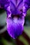 Ethereal Purple Iris Petals