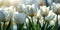 Ethereal Spring Elegance: Close-up of White Tulip Flowers in Nature\\\'s Serenity
