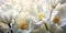 Ethereal Spring Elegance: Close-up of White Tulip Flowers in Nature\\\'s Serenity