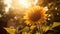 Ethereal Sunflower: Romantic Soft Focus With Autumn Colors