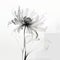 Ethereal Transparency A Minimalist Black And White Flower Illustration