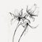 Ethereal Transparency: Minimalist Black And White Flower Illustration