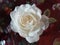 Ethereal white  antique  rose for purity and wedding