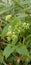 Ethereal white Mikania micrantha flower nestled within a dense thicket