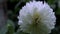 Ethereal Whiteness: Close-Up of a Beautiful Blooming Dahlia Flower in the Garden