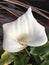The ethereal Zantedeschia aethiopica, is much easier to remember as the Calla lily, 1.