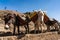 Ethiopia, Axum, donkeys in the ruins of the baths of the Queen of Saba