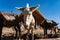 Ethiopia, Axum, donkeys in the ruins of the baths of the Queen of Saba