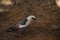 Ethiopia Birding Tour-unique birds of South eastern Ethiopia