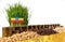 Ethiopia flag waving with stack of money coins and piles of wheat