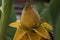 Ethiopian banana Ensete ventricosum, a yellow flower