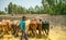 Ethiopian boy using his cows for threshing harvest