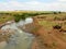 Ethiopian cows on watering the river. Africa, Ethiopia.