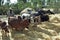 Ethiopian farmer and cows threshing harvested grain