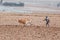 Ethiopian farmer plows fields with cows