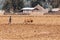 Ethiopian farmer plows fields with cows