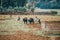 Ethiopian farmer plows fields with cows