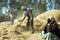 Ethiopian farmer and servant threshing grain harvest