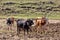 Ethiopian farmers plows fields with cows