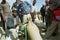 Ethiopian farmers sell grain to grain purchaser