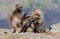 Ethiopian gelada baboons